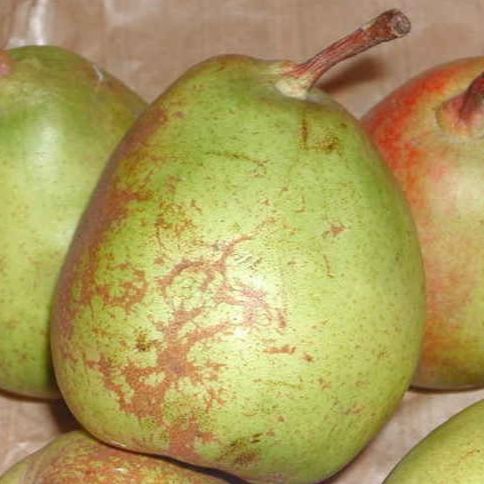 Poirier - Pyrus communis "Beurré Bachelier"