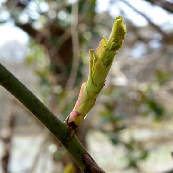 Extrait de bourgeons d'églantier - 50ml