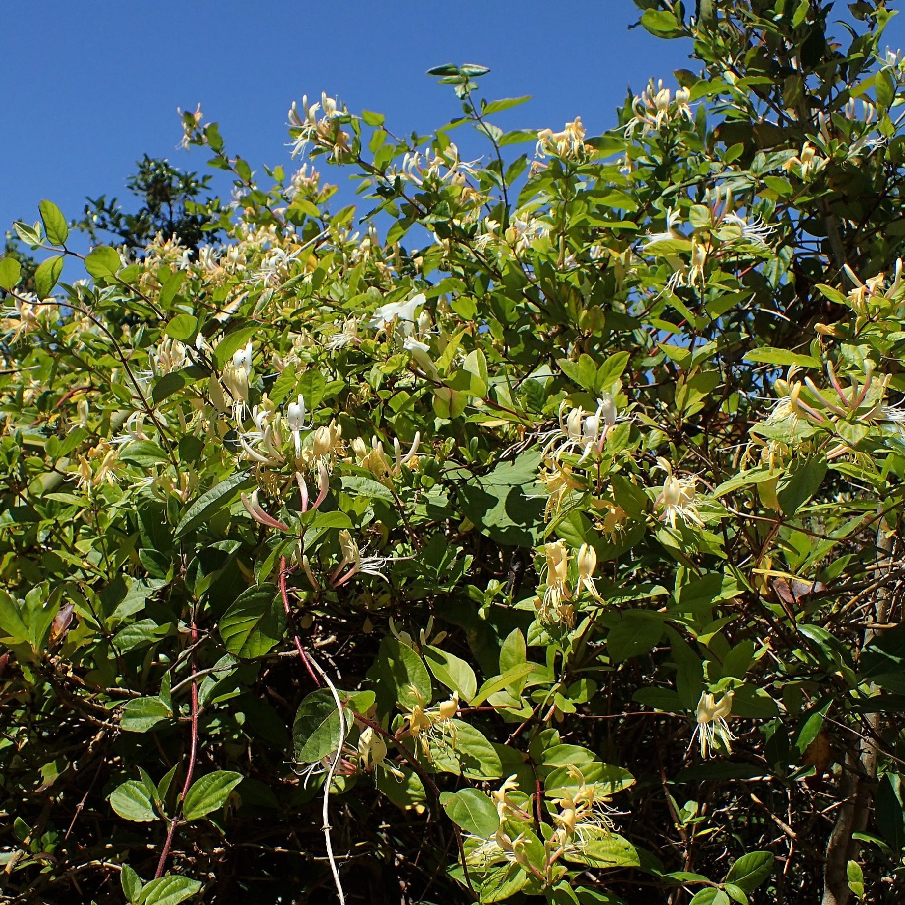 Chèvrefeuille odorant du Japon 'Chinensis' Pot 1,3L