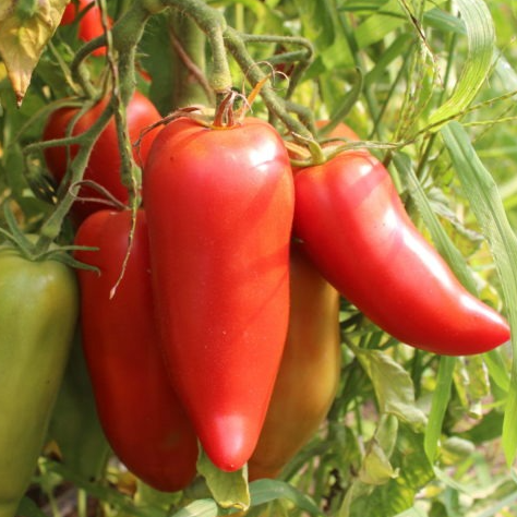 Tomate Cornue des Andes