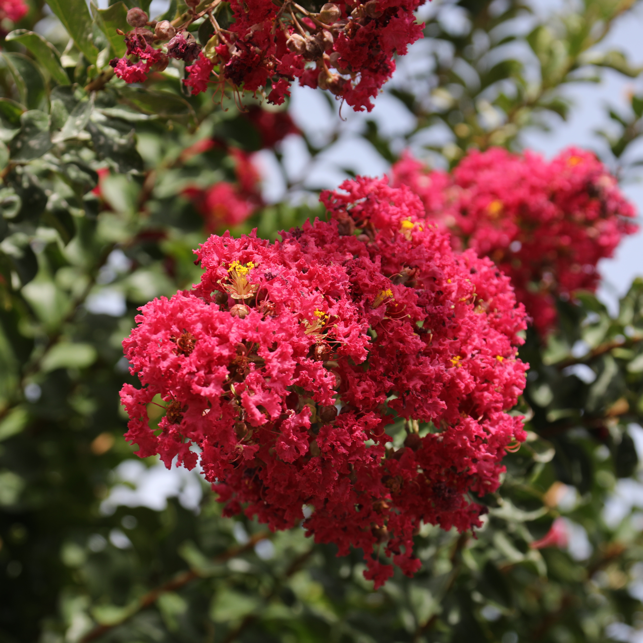 Lilas des Indes compact rouge, Lagerstroemia Red Imperator - 3l