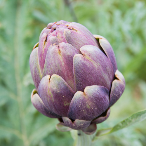 ARTICHAUT Purple Tavor Bio