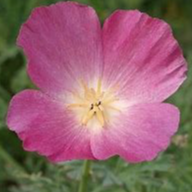 Pavot de Californie reine carmin / Eschscholtzia californica