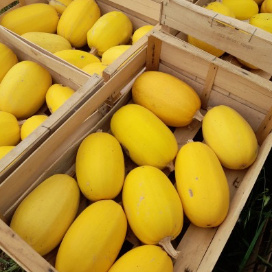 Plant Courge Spaghetti - 150g