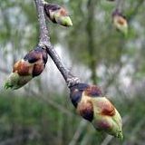 Extrait de bourgeons d'orme de montagne - 50ml