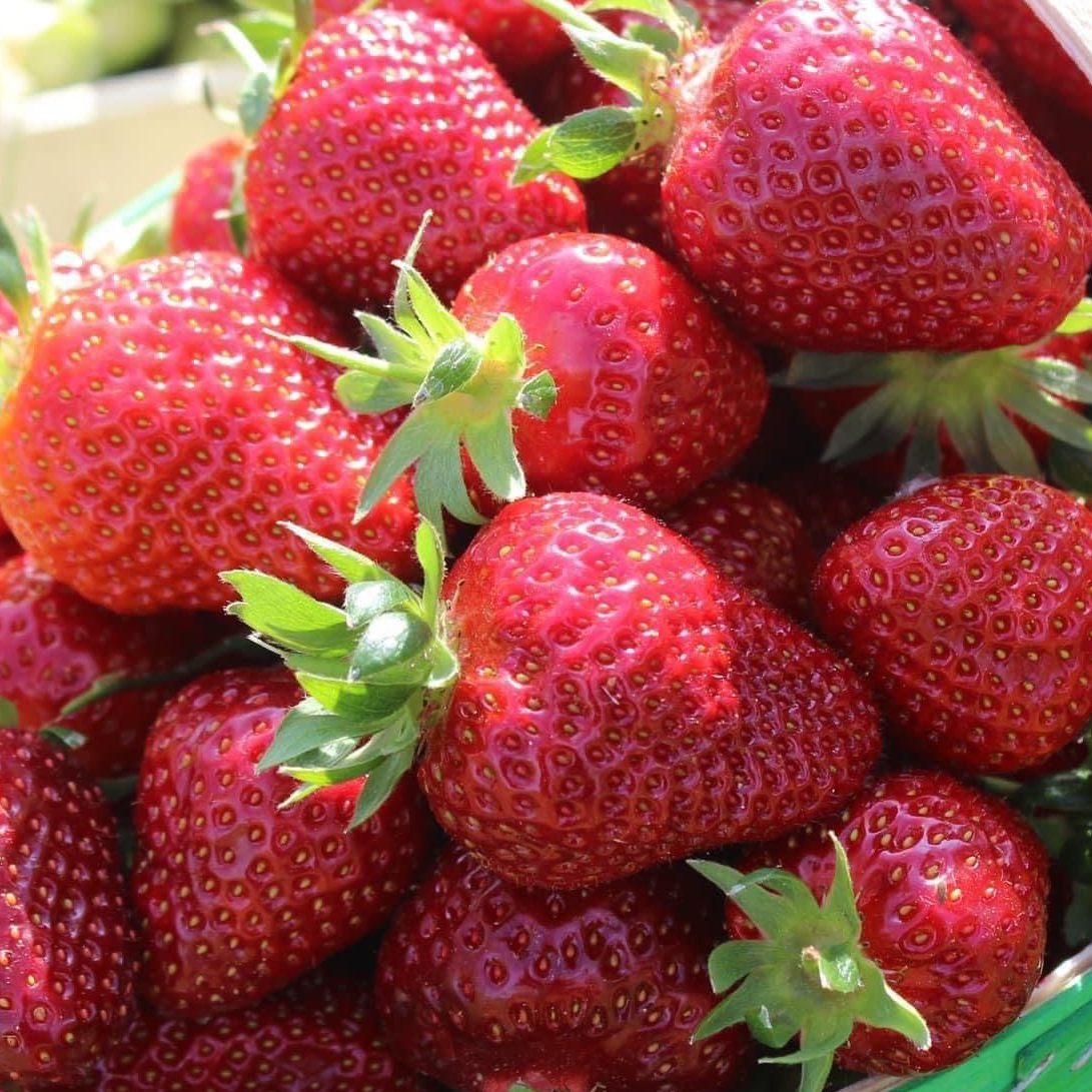 Fraise 3KG