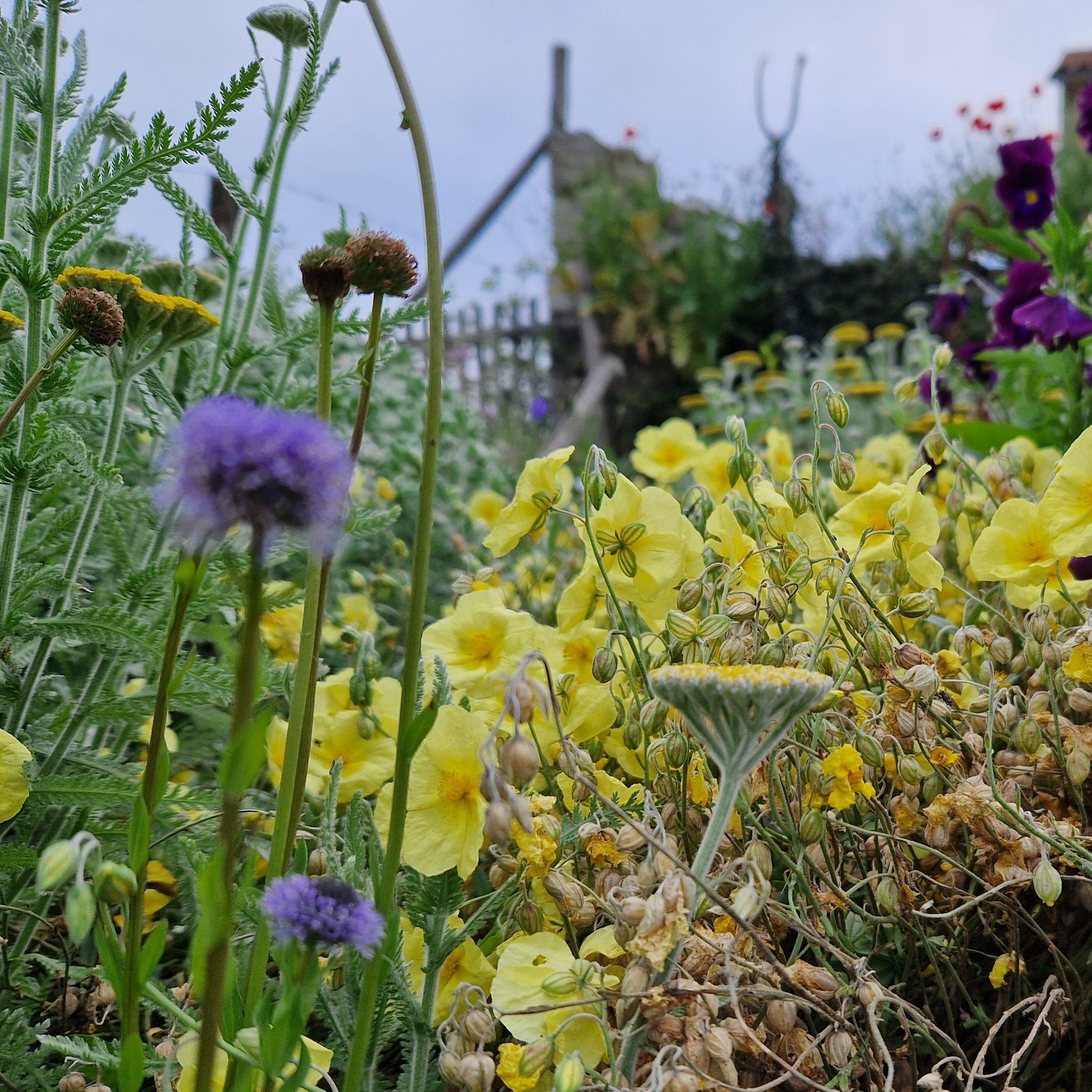 Helianthemum  Wisley Primrose