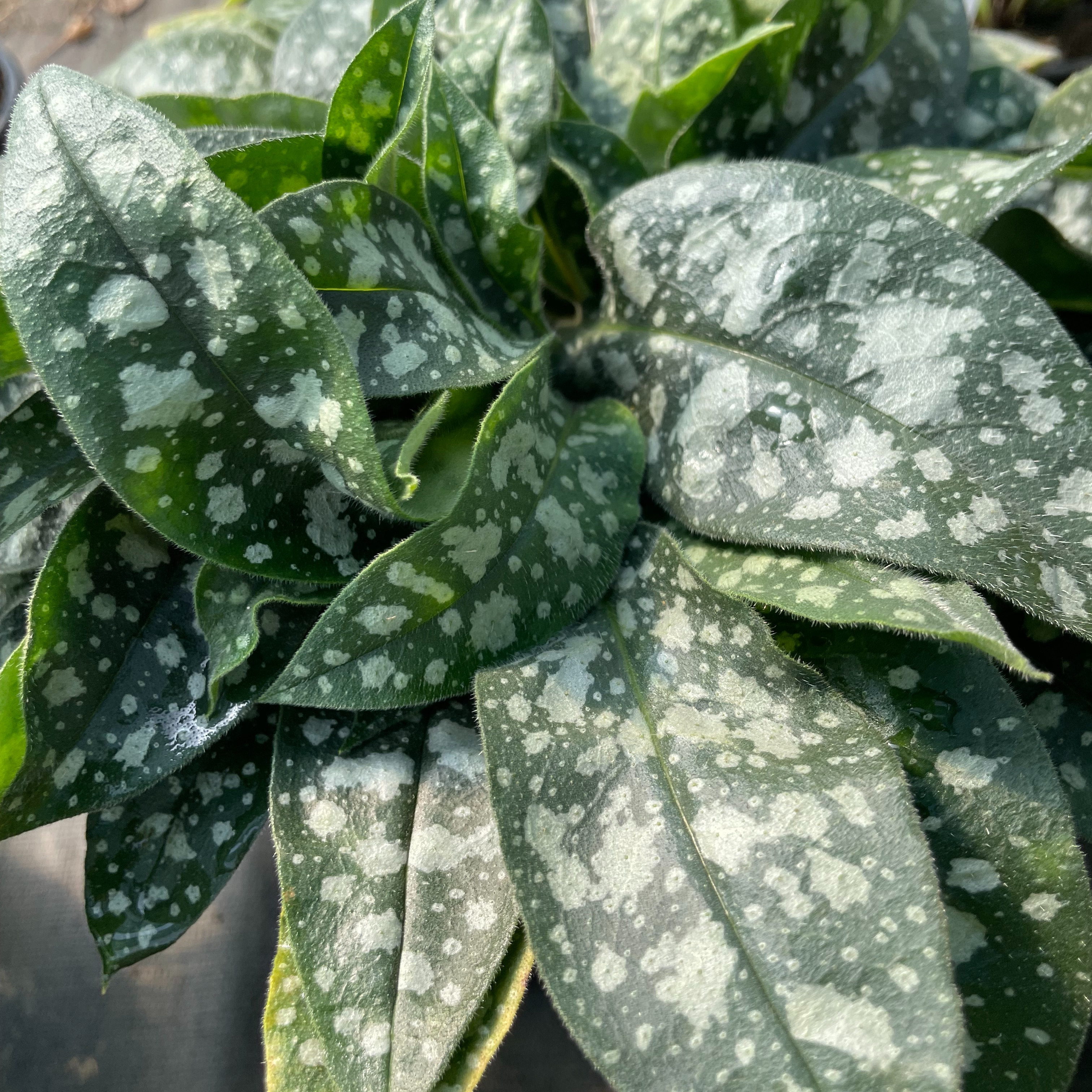 Pulmonaria officinalis