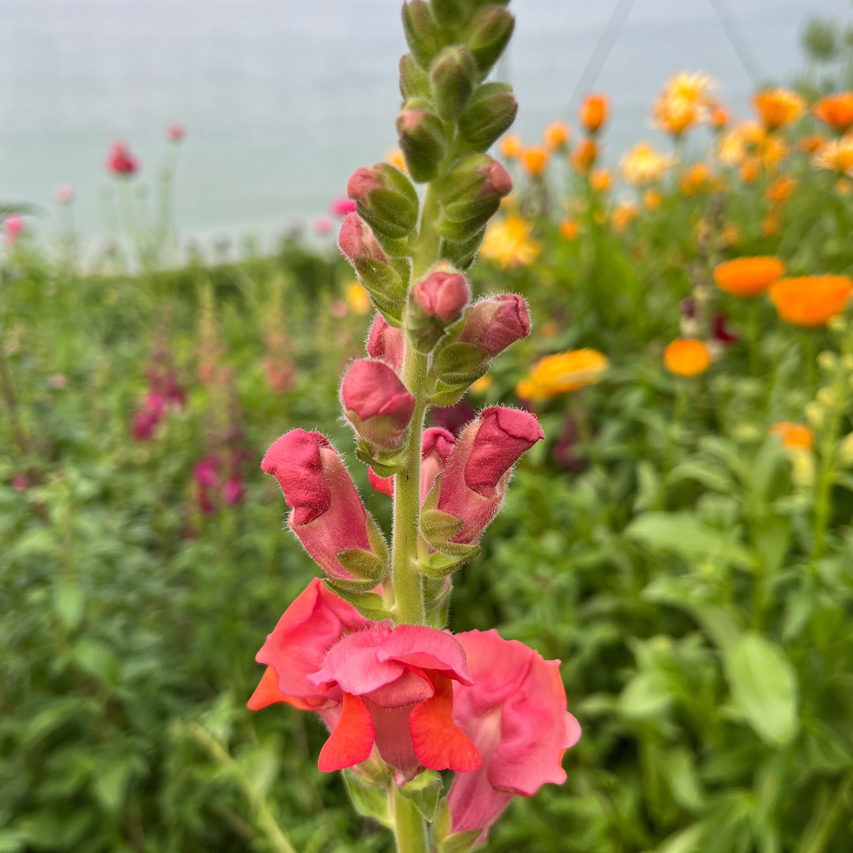 MUFLIER Rose