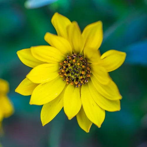 SOLEIL DE MAXIMILIEN Bio