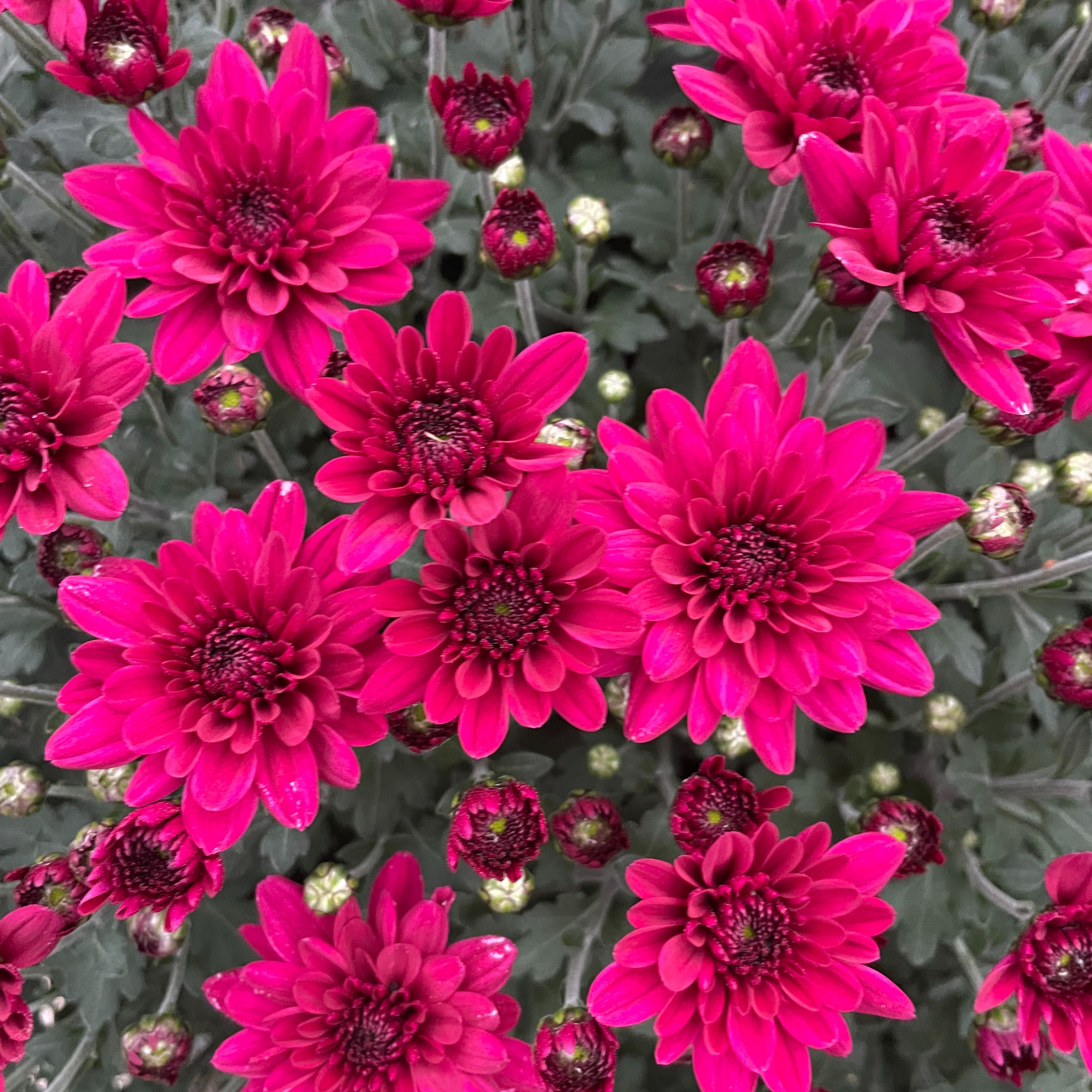 Chrysanthème Pablo Violet