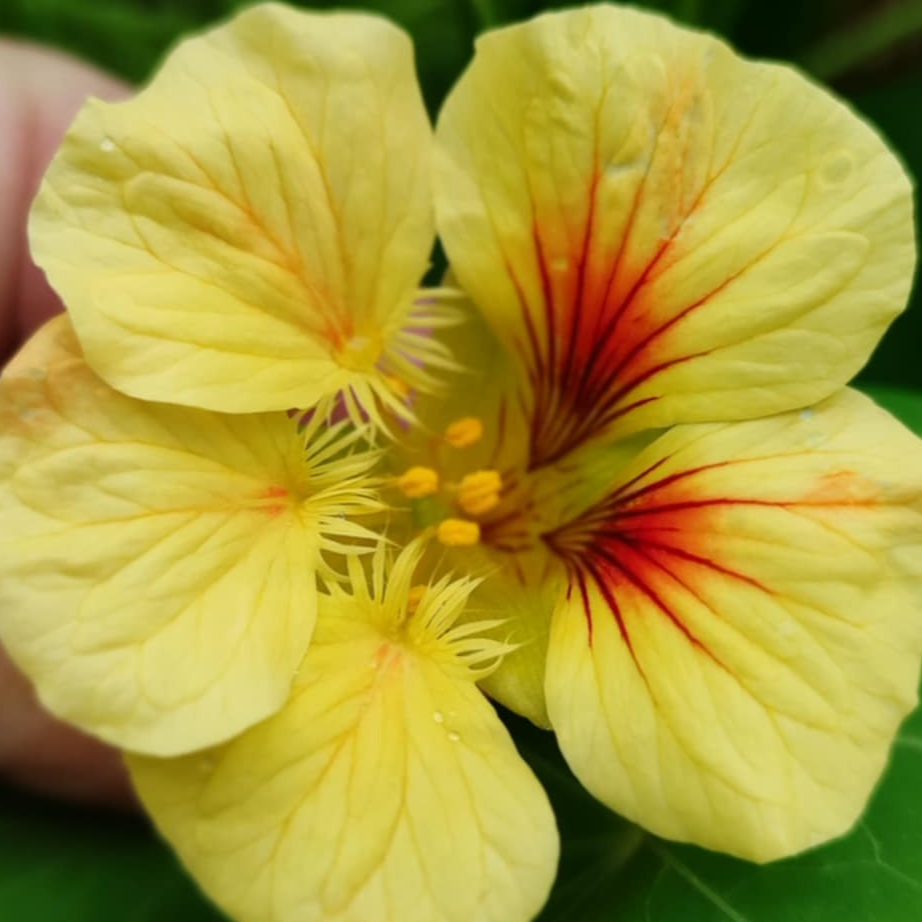 Barquette de fleurs