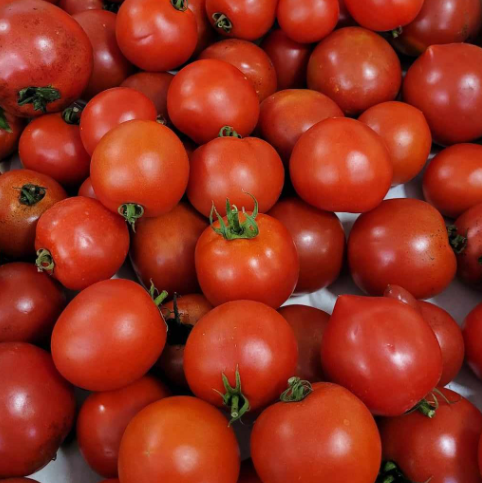 Tomate Ronde 1 KG