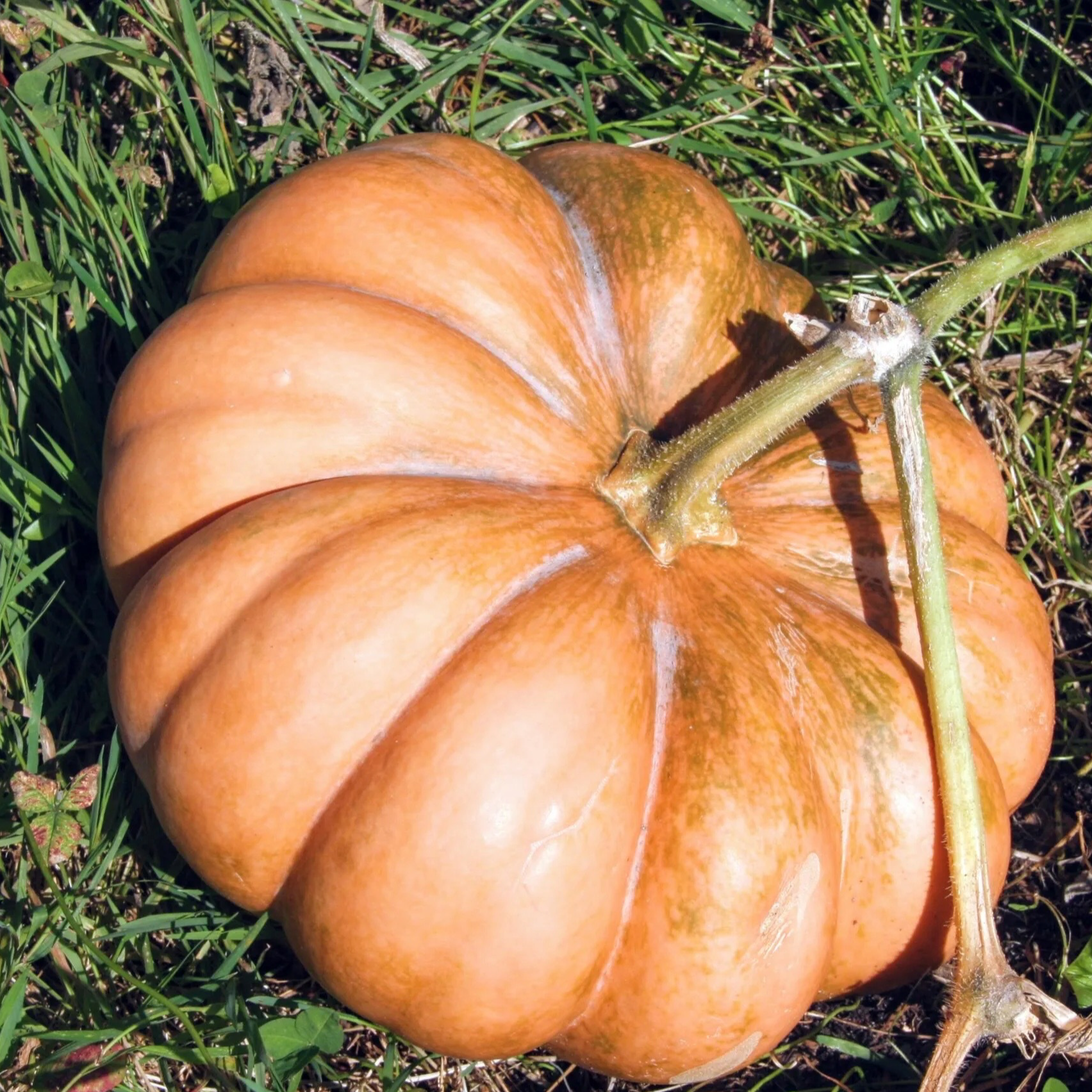 Part de Courge muscade (1,5kg)
