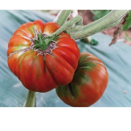 Tomate rouge MARMANDE