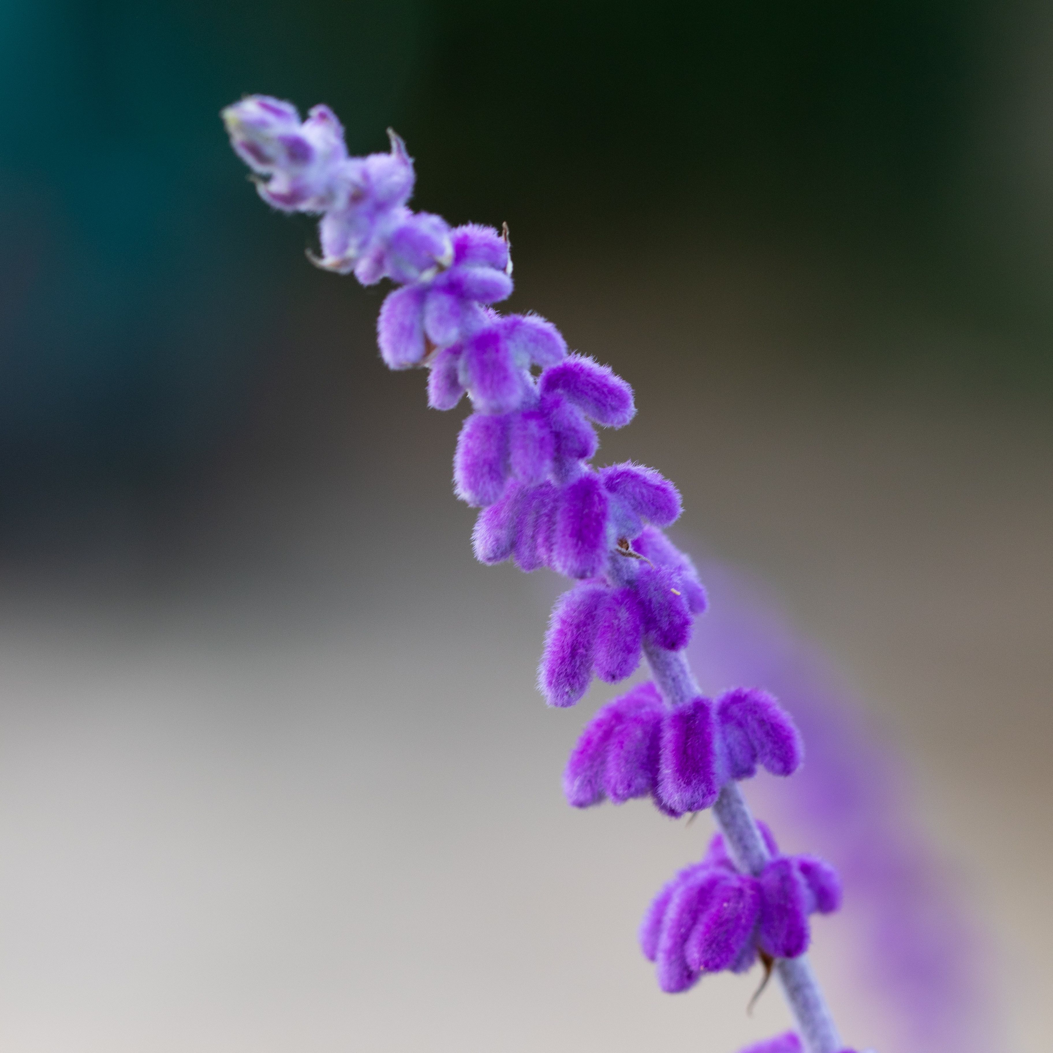 Salvia leucantha 'Santa Barbara'
