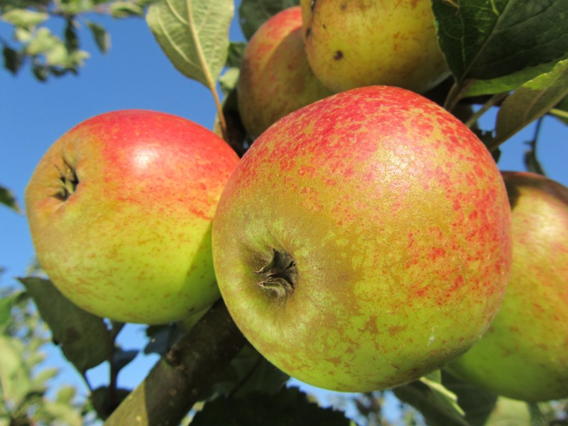 Pommier - Malus domestica "Gueule de Mouton"