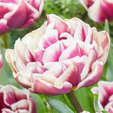 Tulipe Wyndham