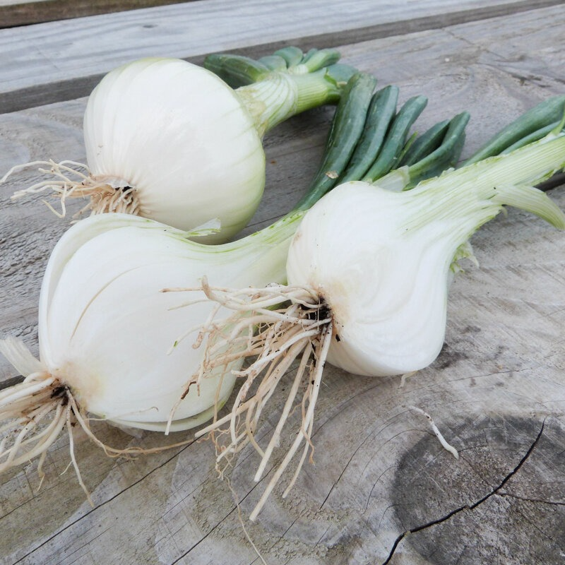 PLANT D'OIGNON BLANC Musona