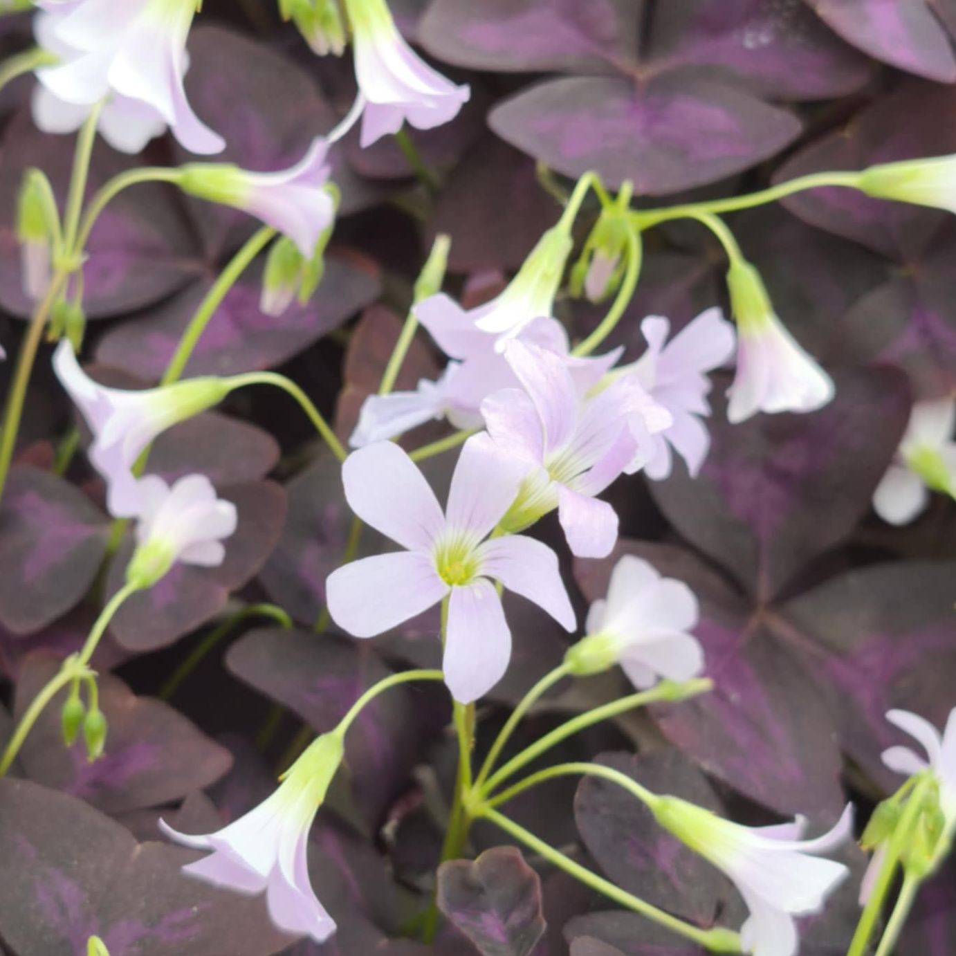 Oxalis rose