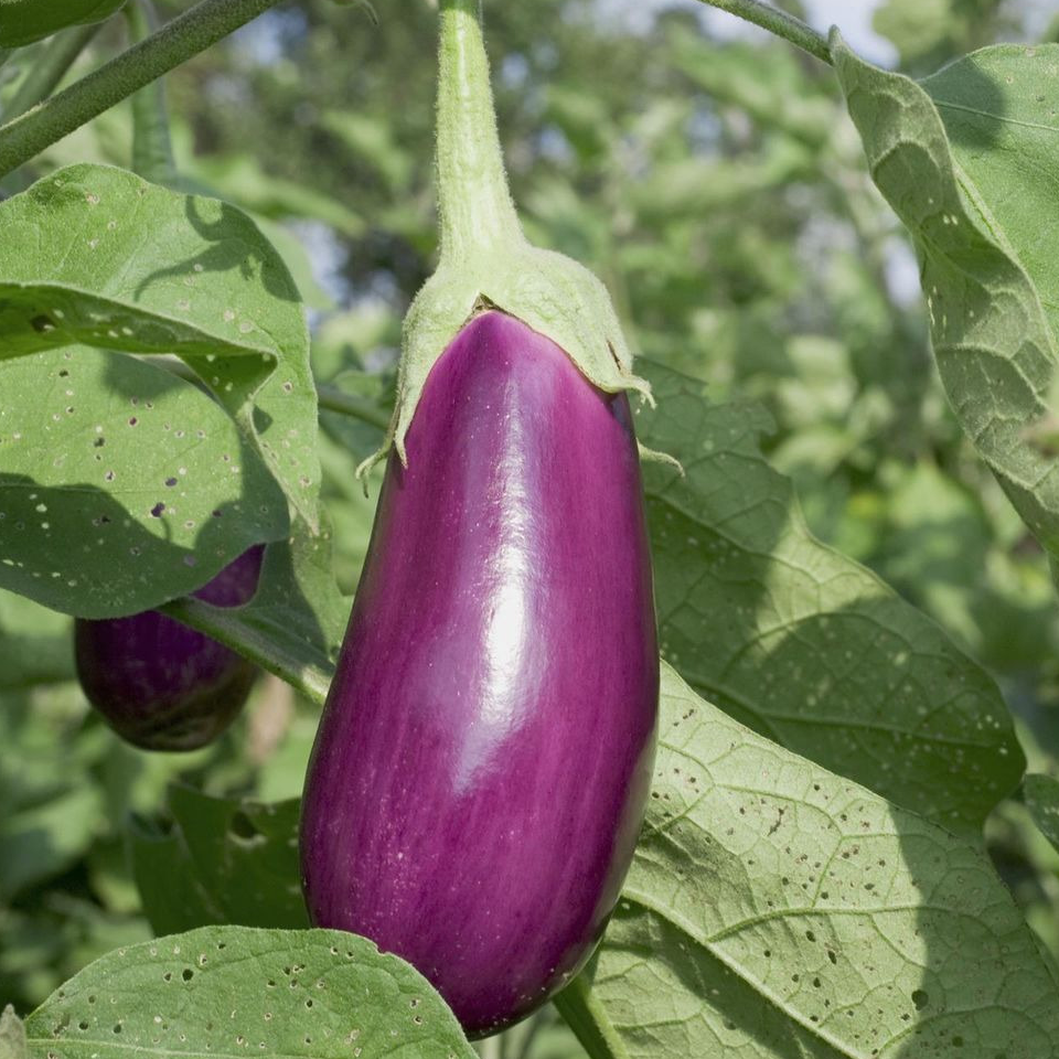 Plant - Aubergine de Toulouse