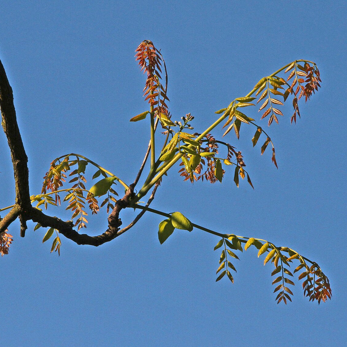 Café des Mammouths - 4L