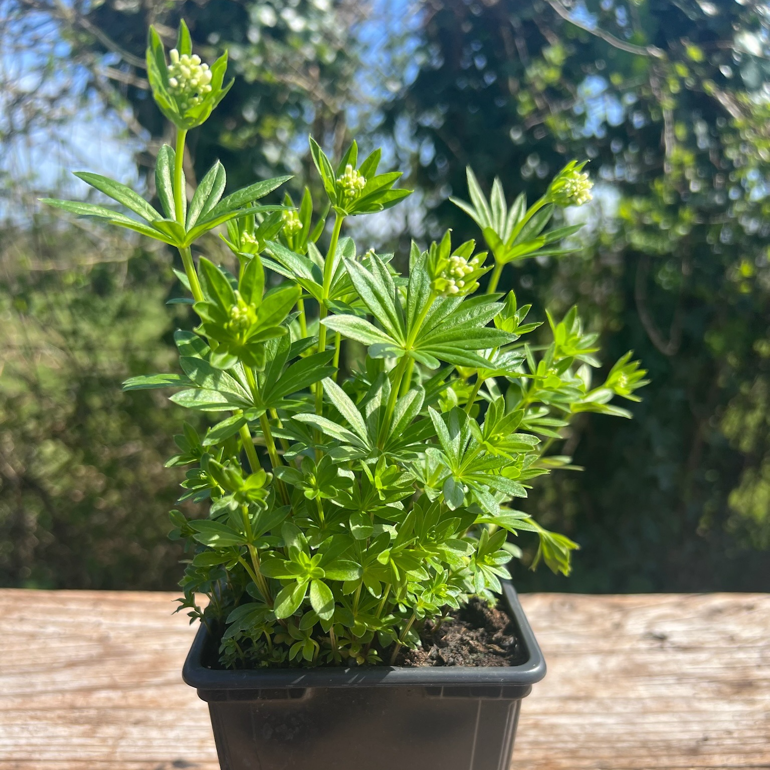 Plant Aspérule Odorante Bio - 650g