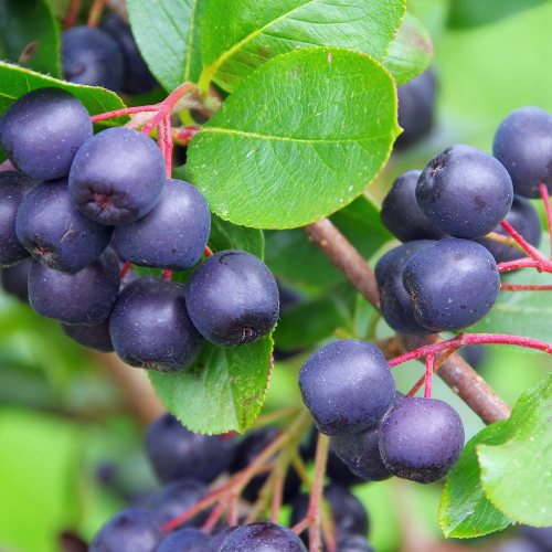 ARONIE - SORBIER NOIR Bio