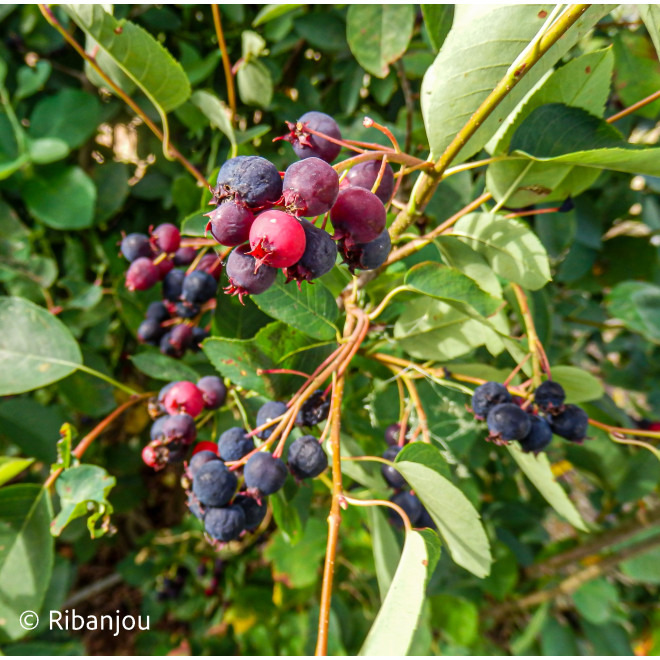 AMELANCHIER