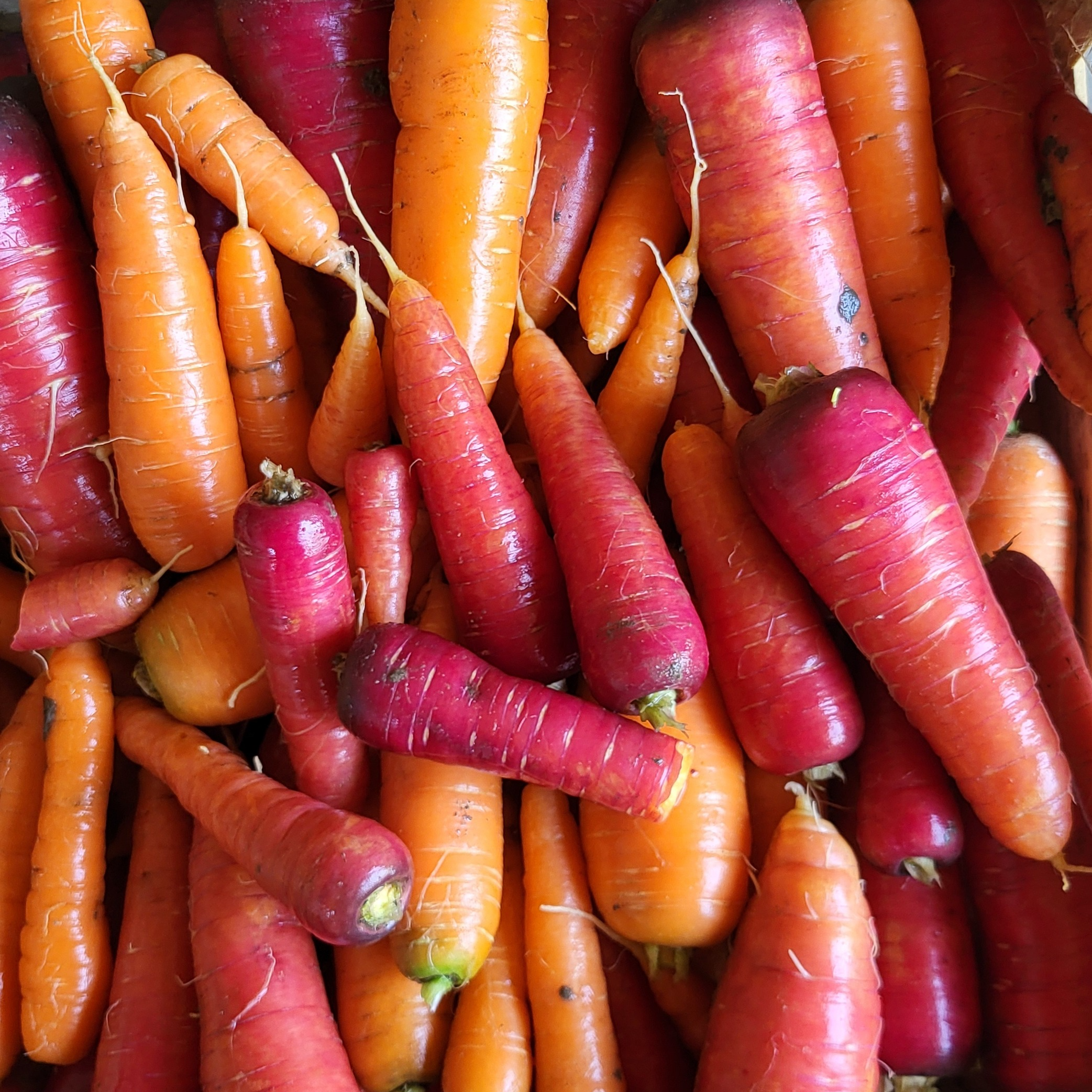 Carottes oranges et rouges - 500g
