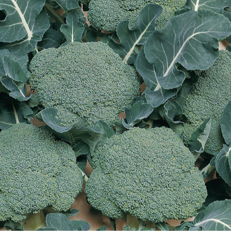 Chou Brocoli - 150g