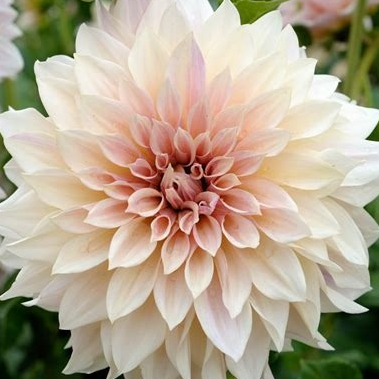 Dahlia café au lait