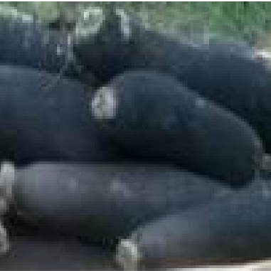 Radis Noir 500gr (origine: La Cueillette 59 France)