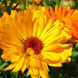 Fleurs soucis - Boîte