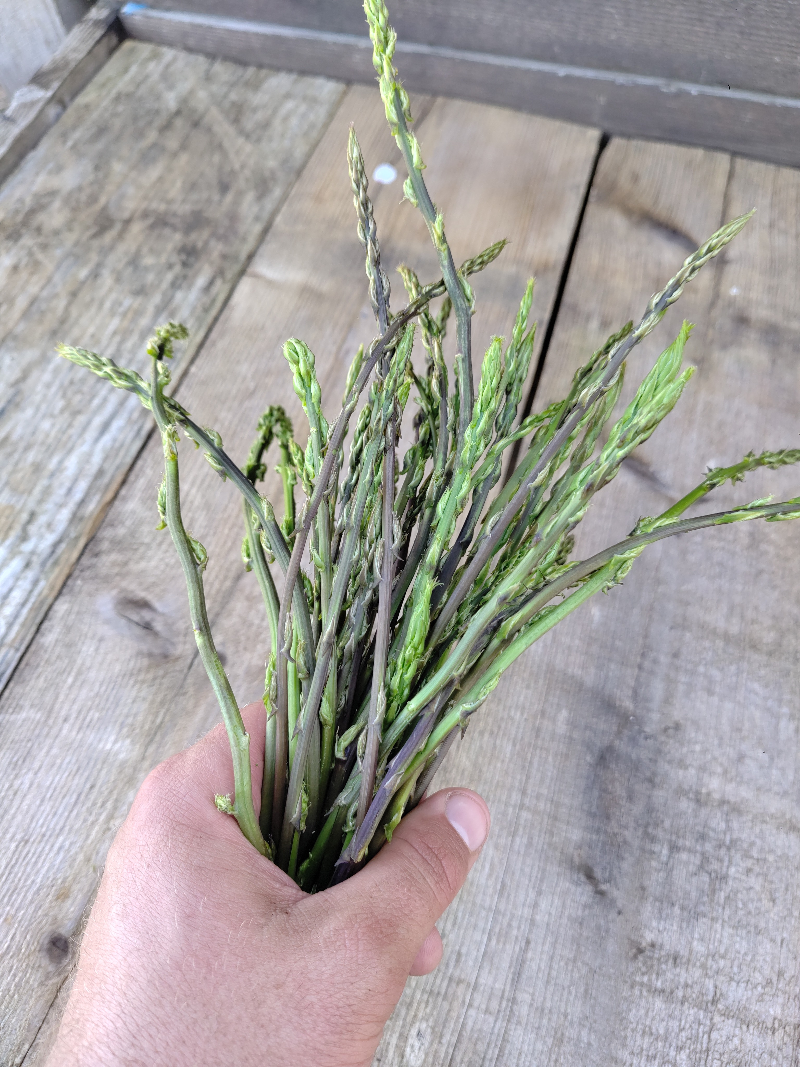 Asperges sauvages botte environ 200gr