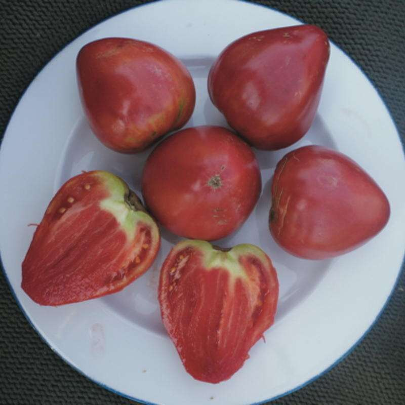 04 COEUR DE BOEUF AKERS