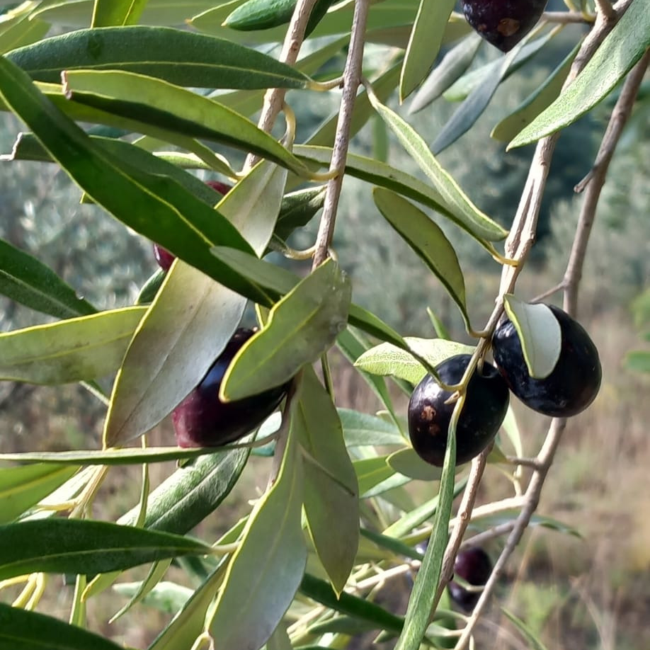 huile d'olive de montagne - 500ml