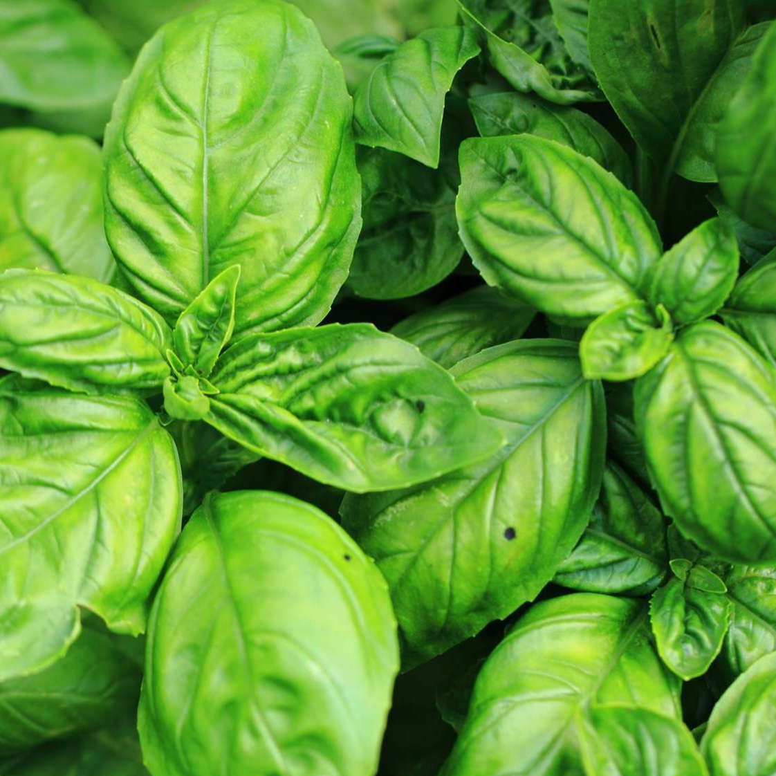 Aromatiques Basilic grand vert