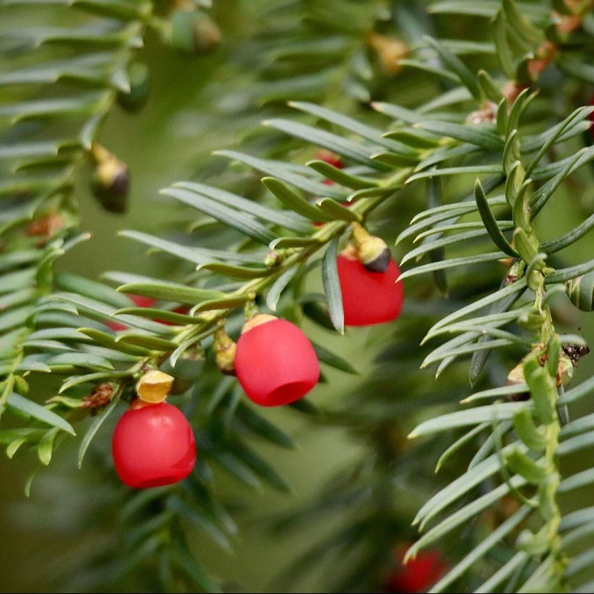 If commun (Taxus baccata)