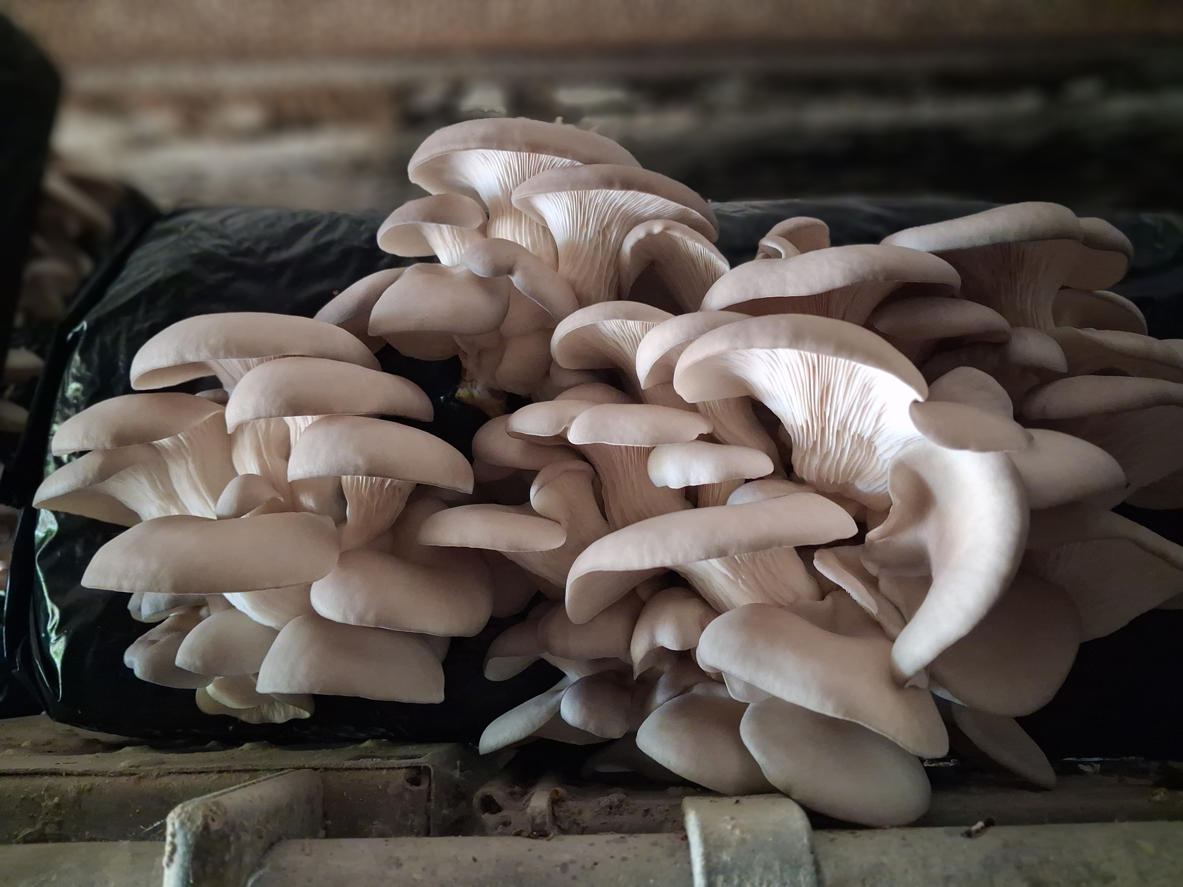 Pleurote