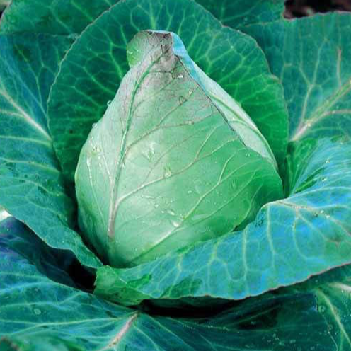 Un Chou Pointu Coeur de Boeuf (pièce)