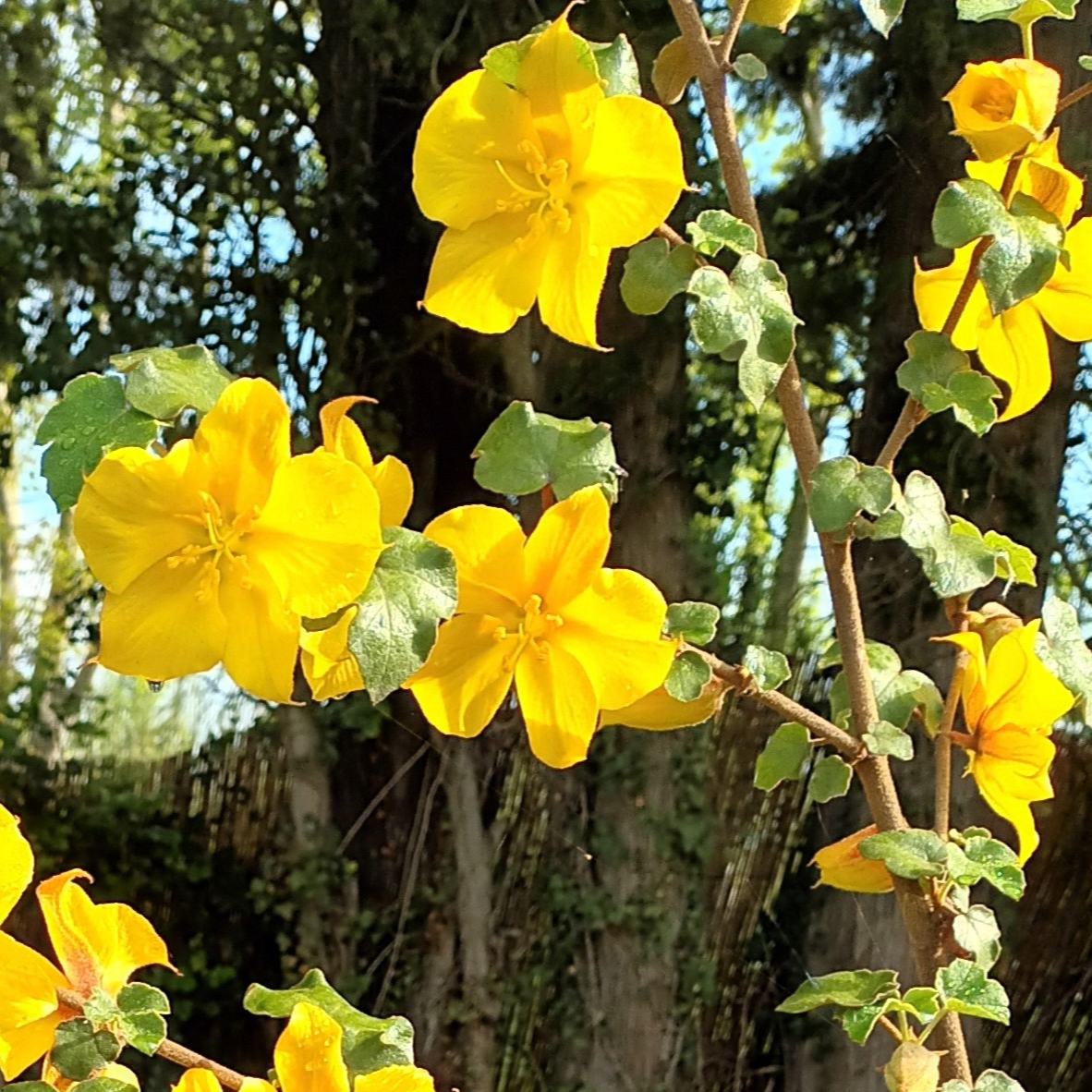 Fremontodendron California Glory - 3l