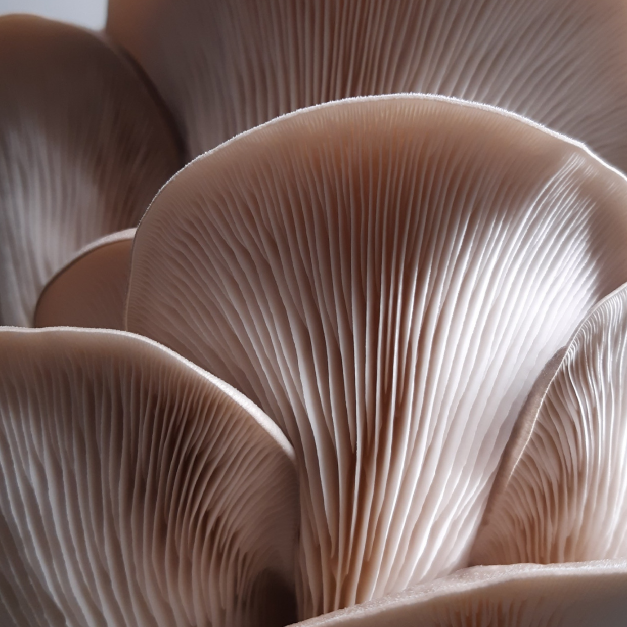 CHAMPIGNONS PLEUROTES - 250g