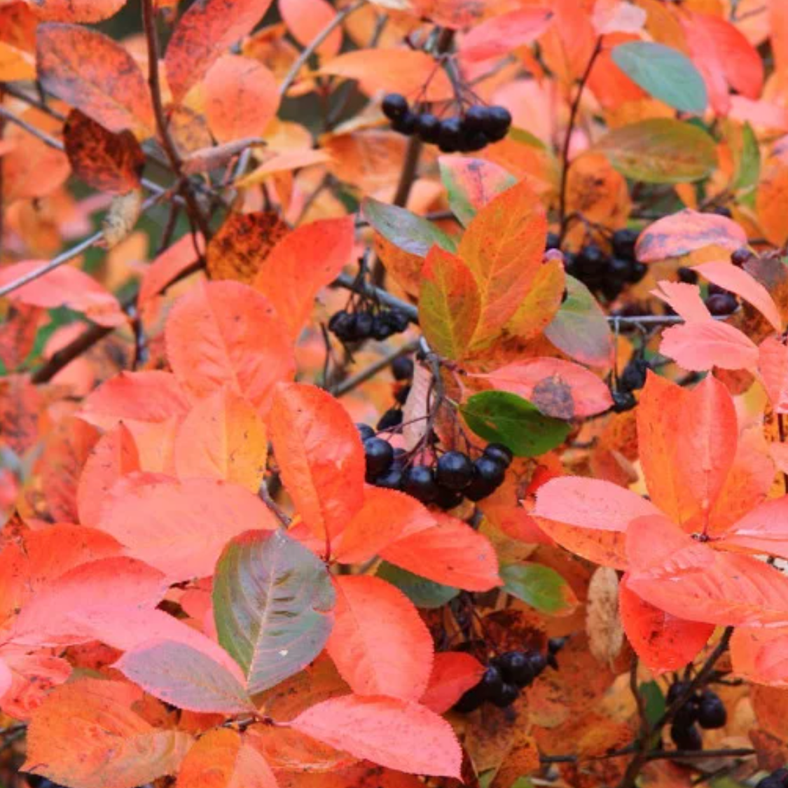 Aronie 'mitschurinii Amit' Pot 3L