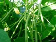 Haricot Vert
