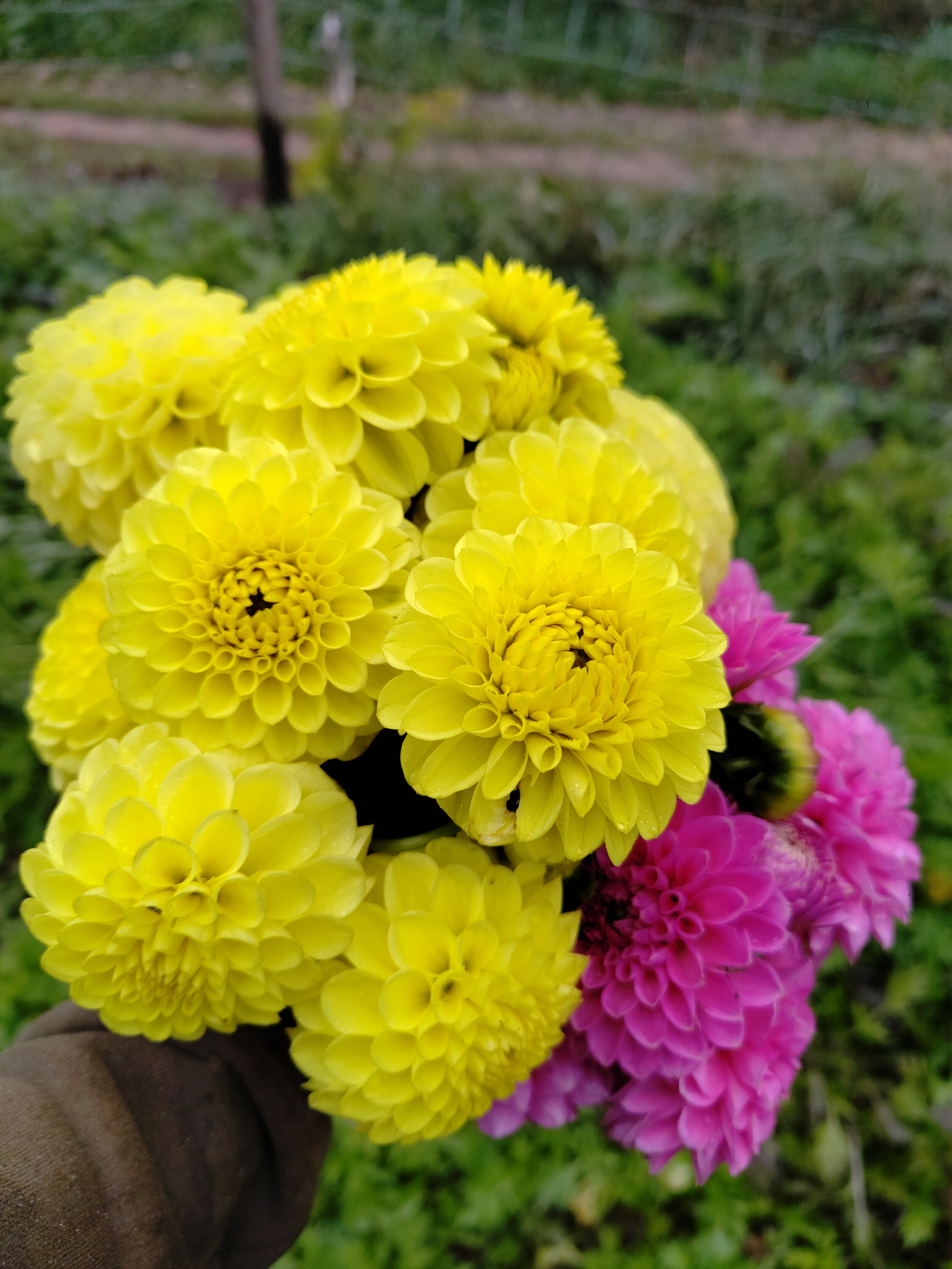 Bulbes de Dahlias Ponpon en mélange