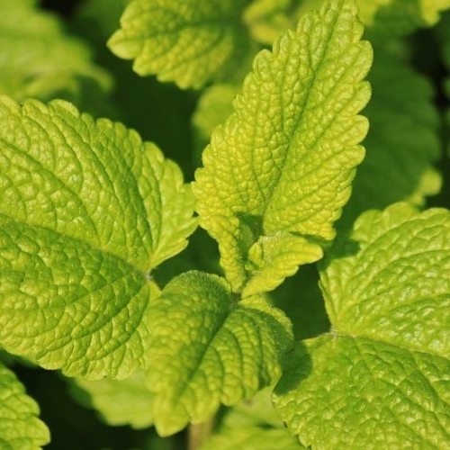 Mélisse citron  (par 30 gr)