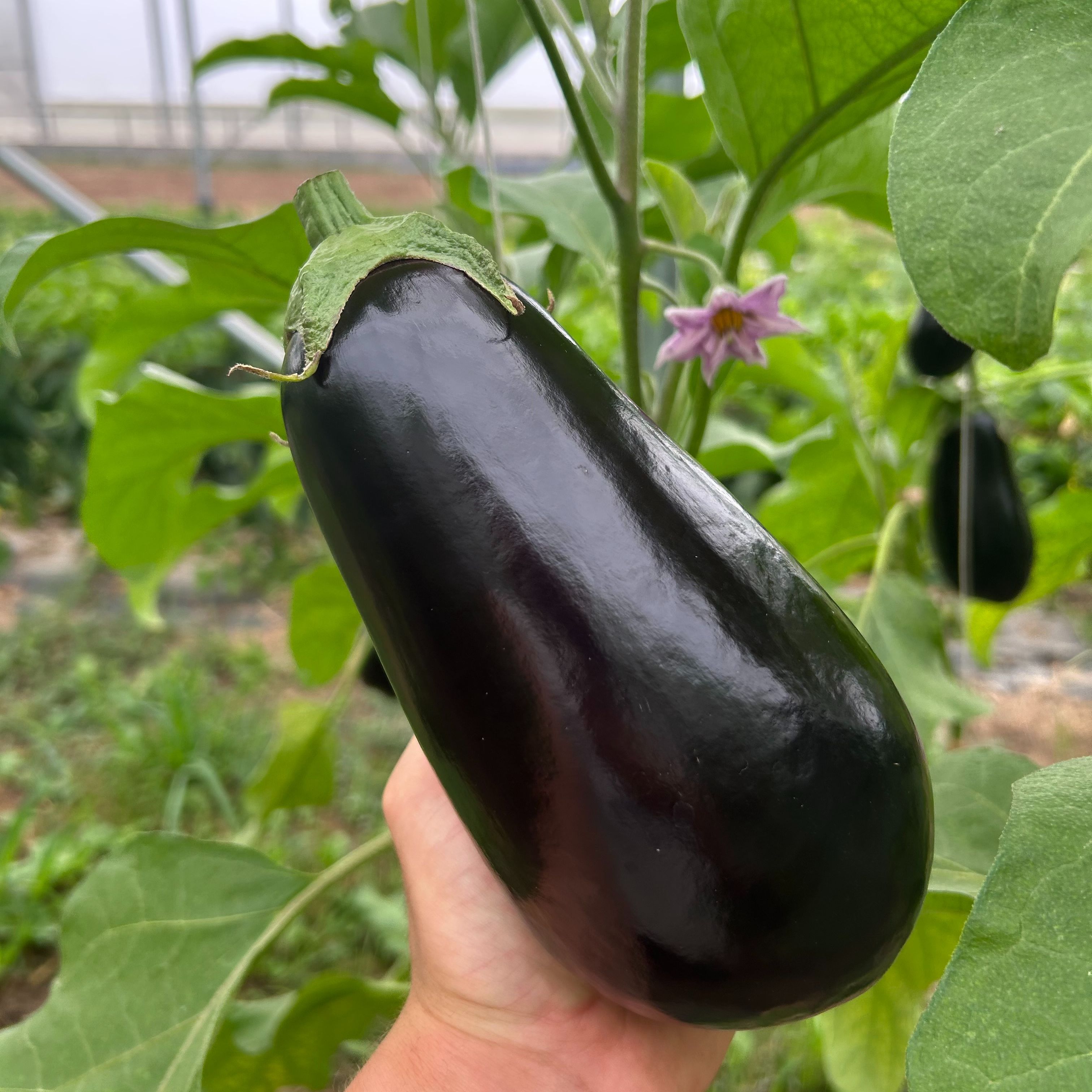 Aubergine