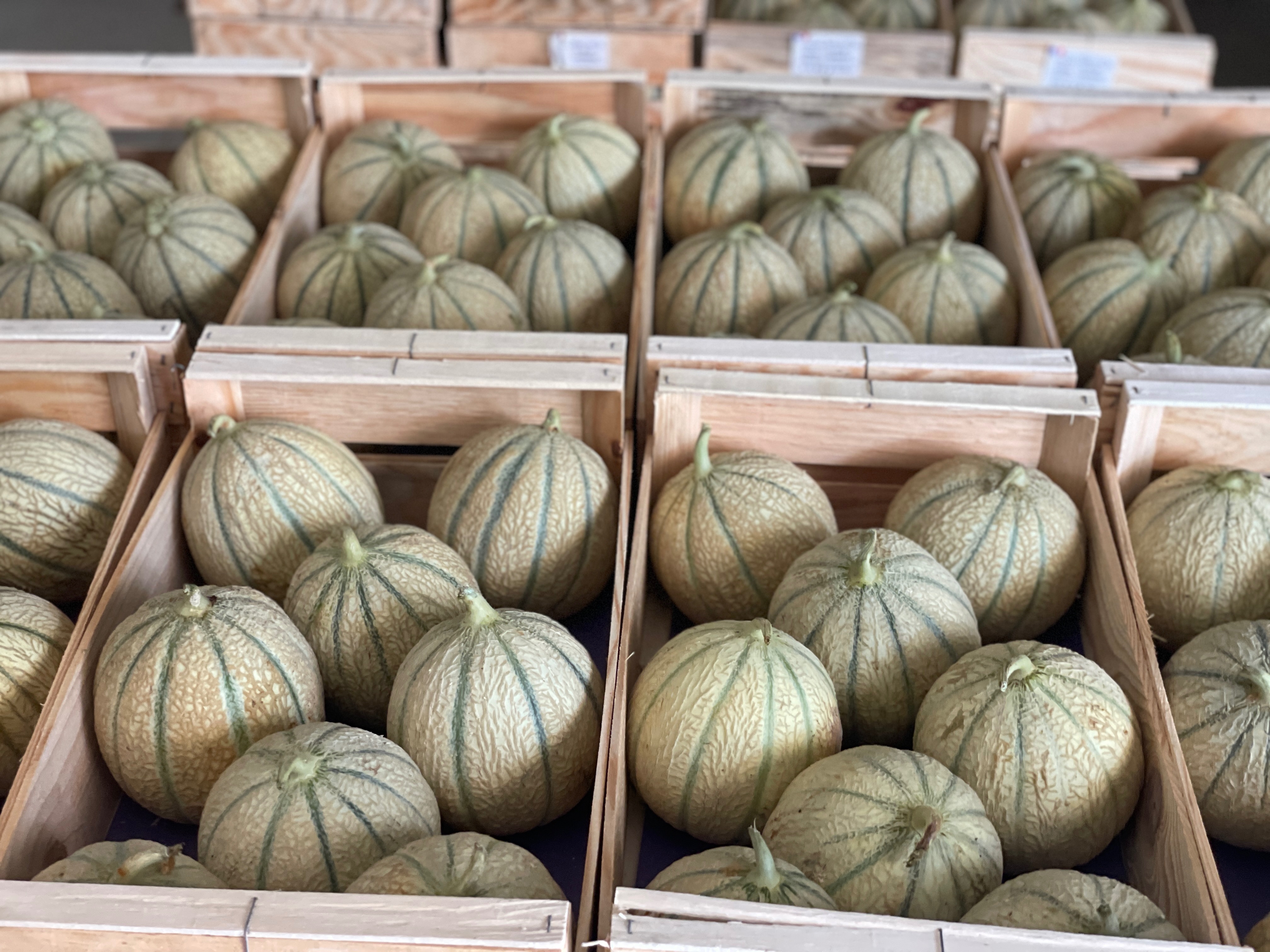 Melon charentais
