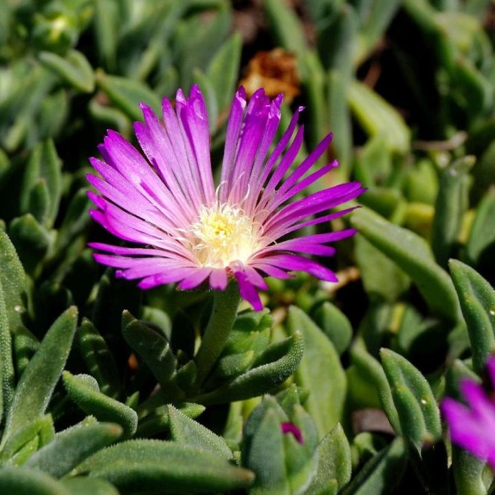 Pourpier vivace / Delosperma table mountain